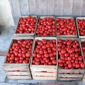 1pomodori 2   ARNIA TEXTILE FASHION   Italian Sustainable Luxury
