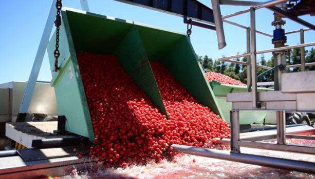 tomato production ARNIA TEXTILE FASHION Italian Sustainable Luxury tomato production ARNIA TEXTILE FASHION Italian Sustainable Luxury