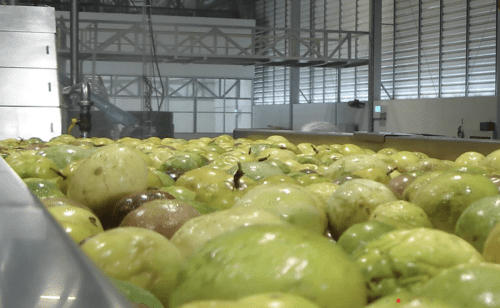 FRUIT-CONCENTRATE-PLANT-2