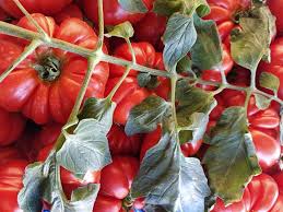 TOMATO-1