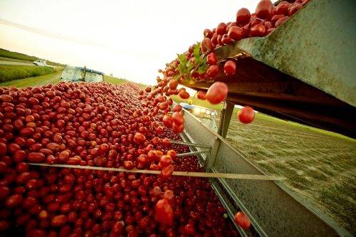 TOMATO-3