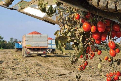 TOMATO-4