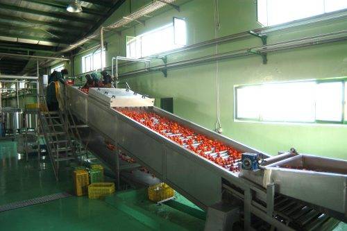 TOMATO-PASTE-PLANT-1