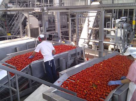 TOMATO-PASTE-PLANT-2