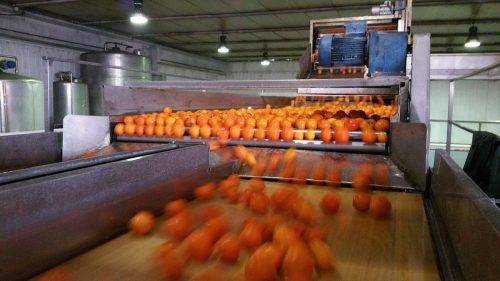 TOMATO-PASTE-PLANT-3