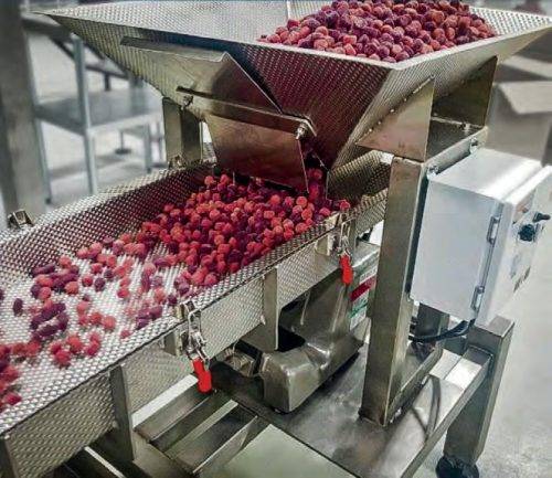 TOMATO-PASTE-PLANT-4
