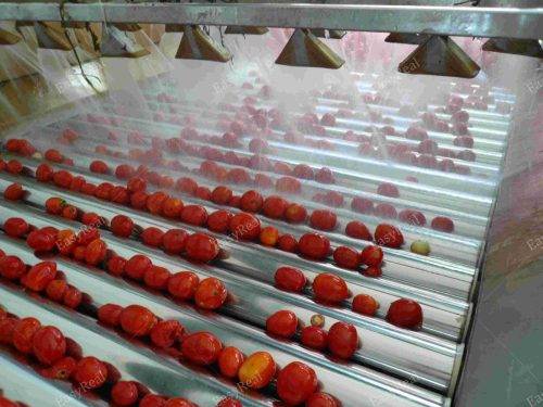 TOMATO-PASTE-PLANT-6