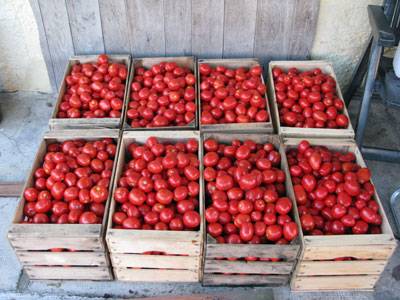 TOMATO